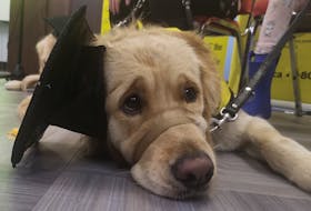 Ivy had a hard time keeping her graduation cap on Friday at the CNIB in St. John’s. She and another dog just completed their training as buddy dogs for the visually impaired. It would have helped if she stopped trying to bat it off with her paw. Andrew Waterman/The Telegram