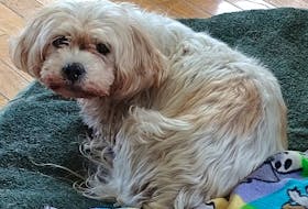 Chloe the dog recently moved to Grand Bank from Ontario and escaped before a grooming appointment in Garnish. People took to searching for her and she was reunited with her owner after being missing for roughly two weeks. SUBMITTED
