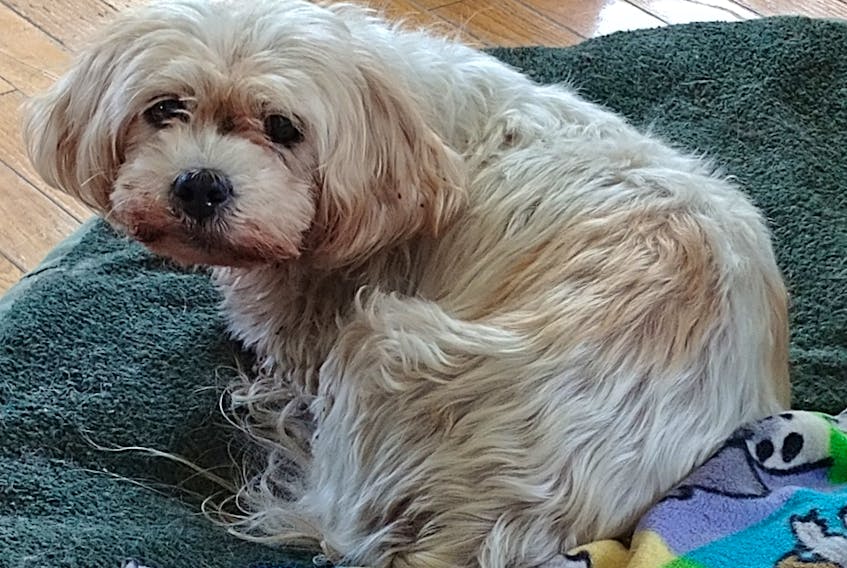 Chloe the dog recently moved to Grand Bank from Ontario and escaped before a grooming appointment in Garnish. People took to searching for her and she was reunited with her owner after being missing for roughly two weeks. SUBMITTED
