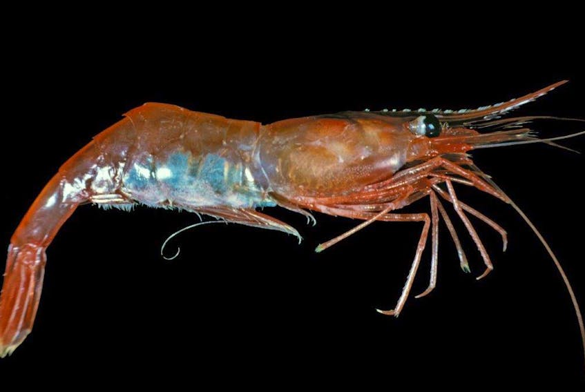 Pandalus borealis is the species of shrimp commonly harvested off the northeast coast of Newfoundland and Labrador.