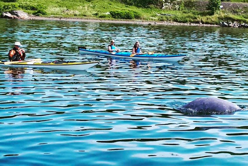 Kayaking tours in Hatchet Cove had a special guest participating in their activities. A baby beluga whale — nicknamed by the residents Sammy Beluga — first appeared in the harbour in early July and remained there into mid-August before moving on.