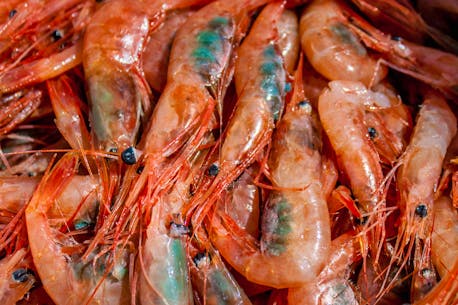 Deadlock over prices putting Newfoundland and Labrador inshore shrimp fishery in jeopardy