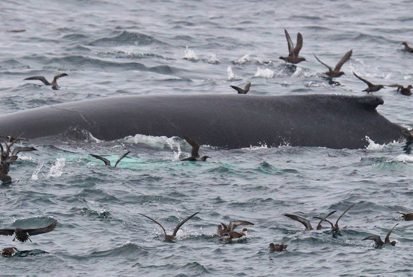 Shearwaters scurry around a humpback whale looking for the caplin it brought to the surface.