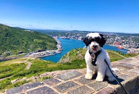 Stella a 17-week-old Portuguese Water Dog is the first canine recruit to the Royal Newfoundland Constabulary's Support Dog Program.