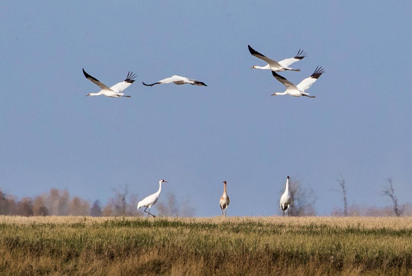 Four majestic whooping cranes sail over a family group feeding in a Saskatchewan wheat field.