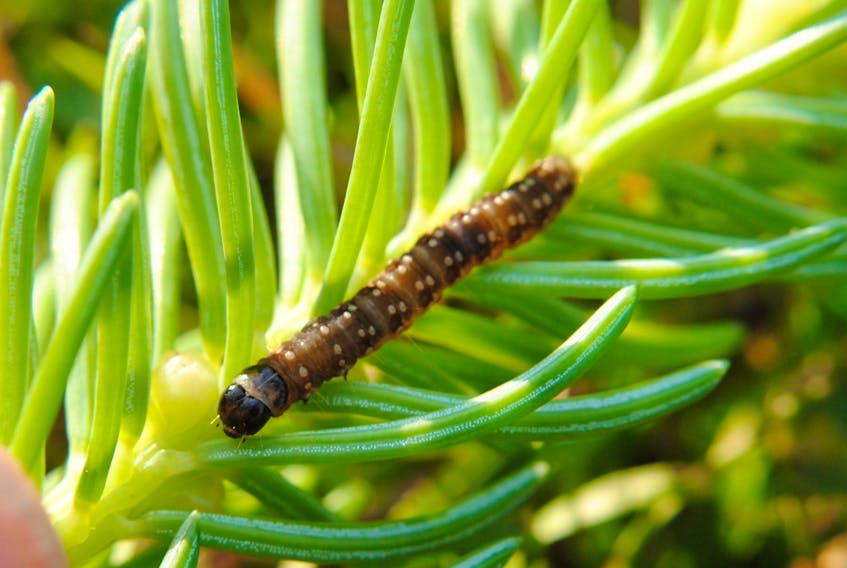 A sixth-stage spruce budworm larva. - Joe Bowden photo