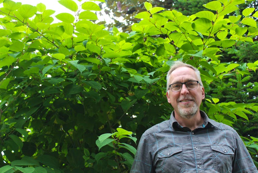 Todd Boland, horticulturalist at Memorial University's Botanical Gardens, is towered over by aggressive Japanese knotweed, which has overtaken some garden beds at the garden's nursery.