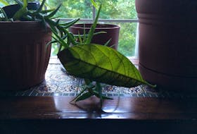 Still life with errant avocado leaf. —