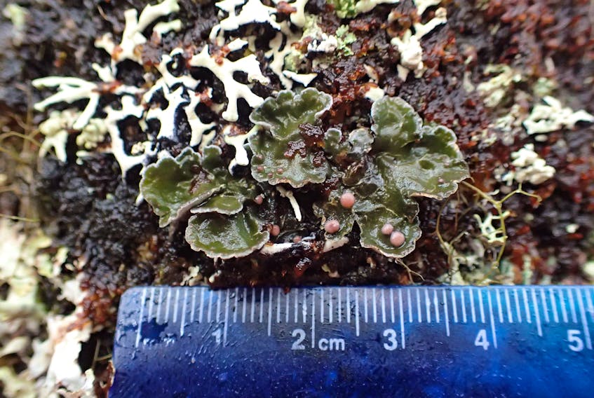 Boreal felt lichen are a very niche species that demand a moist environment. Given their rarity, even the smallest of these lichen are to be given specific and careful consideration in the environmental assessment, project approval and monitoring process.