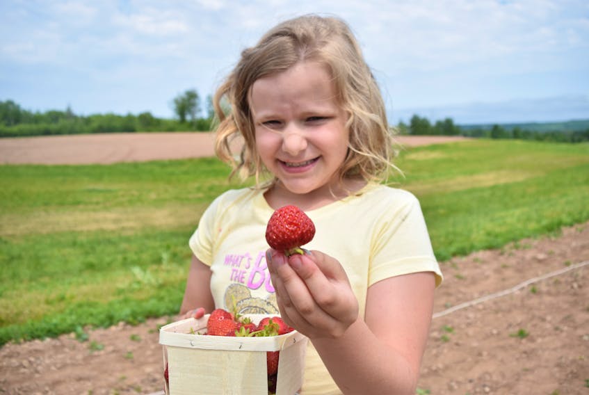 Hailey Young of Salt Springs tries out a strawberry at MacLean’s U-Pick in Durham.