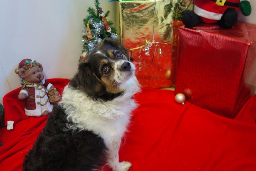 The 10th animal to be profiled in the 2017 edition of the 12 Strays of Christmas is Daisy, a goofy six-year-old mixed Beagle/Shih Tzu dog. JENNIFER HARKNESS/SPECIAL TO THE GUARDIAN