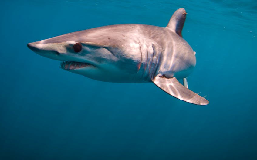 The mako shark is now listed as globally endangered.