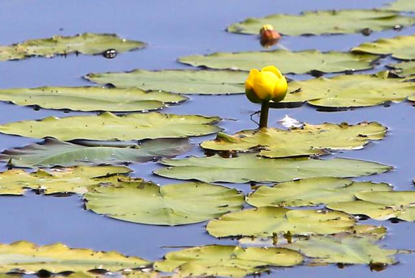 This image that appeared on the cover of the Aug. 27 edition of the Herald was identified as a yellow floating heart, but an astute reader has identified it as the yellow water lily.