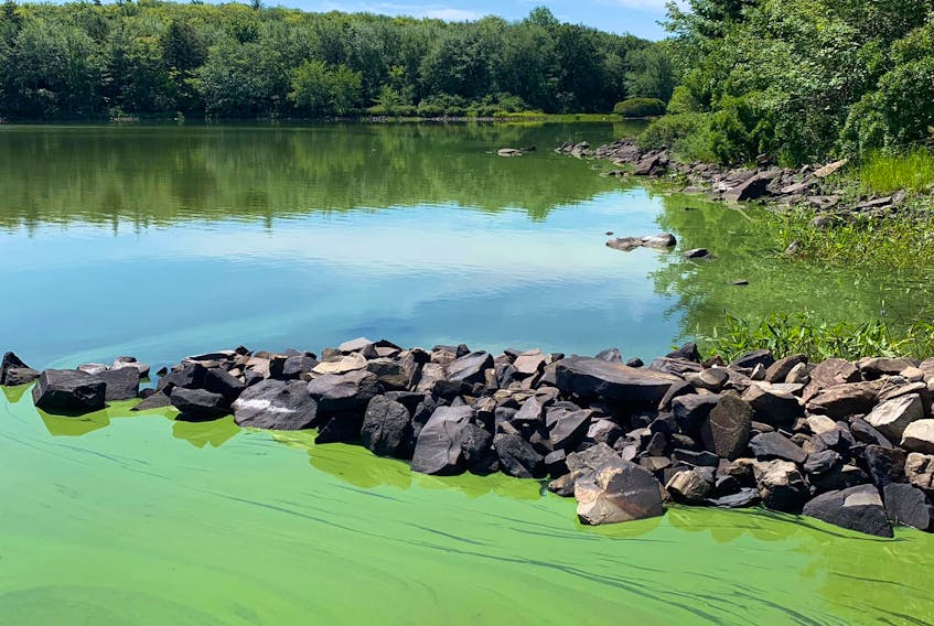 A photo of blue-green algae in Lake Ogden this August. Mary Dale Nickerson Photo