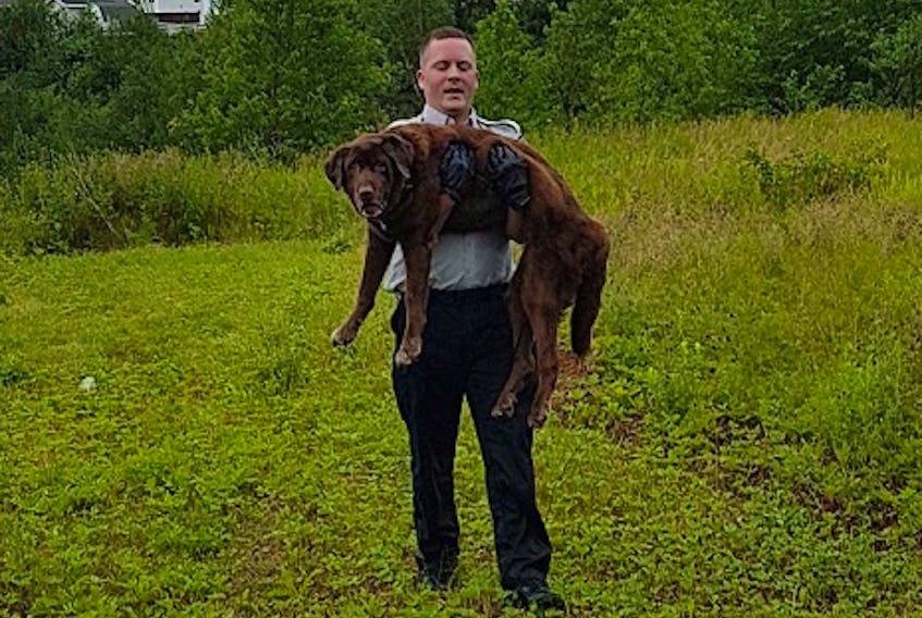 Const. Phil Vautour of the Grand Falls-Windsor RCMP went beyond the call of duty this morning, Aug. 10, to rescue Mocha, a 15-year old chocolate Labrador retriever, who had rolled down an embankment to the edge of the Exploits River.