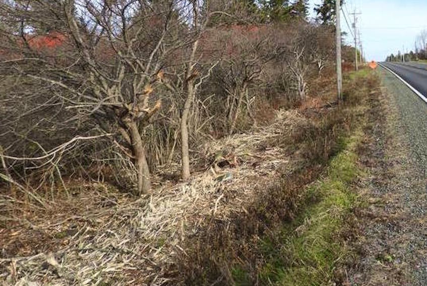 The Newfoundland and Labrador government identified more than 500 hectares of brush to be removed from roadsides in the province this year. - SaltWire Network file photo