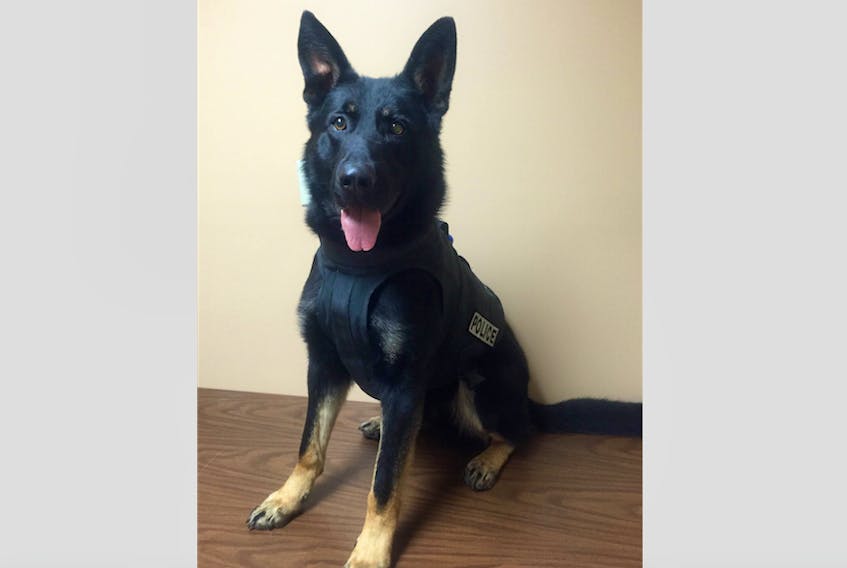 Police service dog Fergus helped locate an injured man who ran off into the woods with a knife in the Peterview area, south of Botwood, on Monday, March 19.