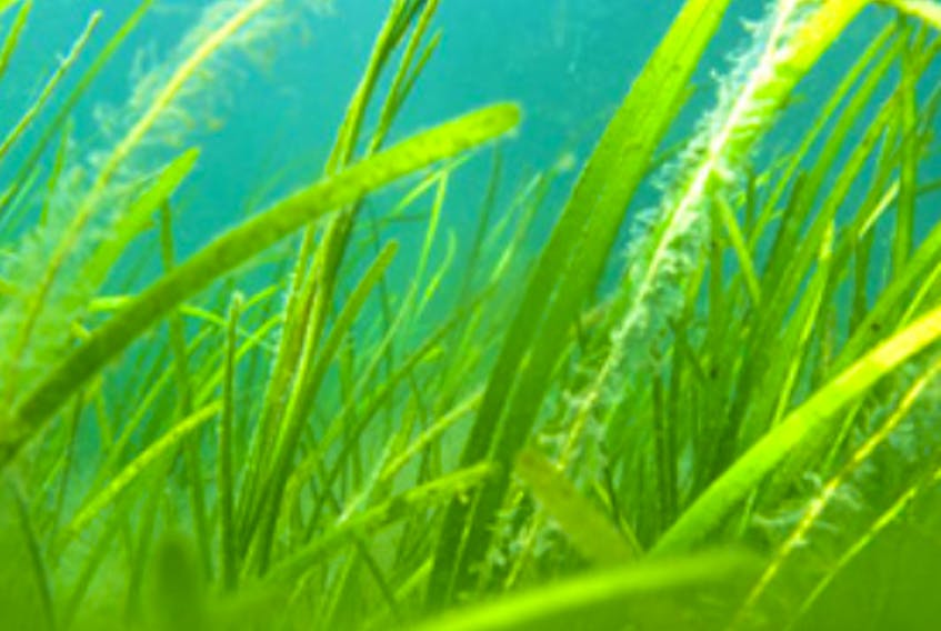 The Marine Institute’s Centre for Fisheries Ecosystem Research (CFER) is working to restore eelgrass in Placentia Bay.