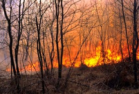 Seventy-three forest fires have burned 699 hectares of land in Newfoundland and Labrador in 2017. File photo