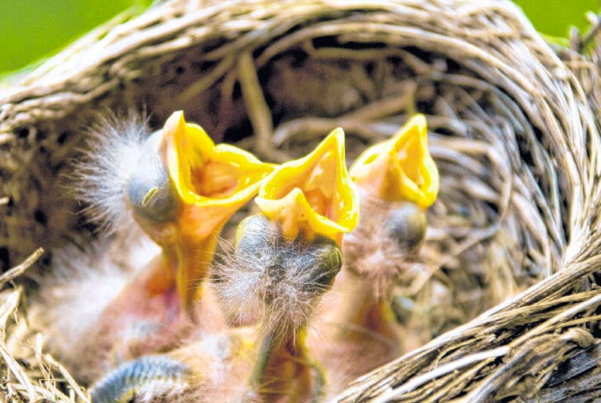 Baby robins in a nest wait to be fed. A spokesman with the Margaree Environmental Association says clearcutting is destroying a significant number of bird nests. 123RF
