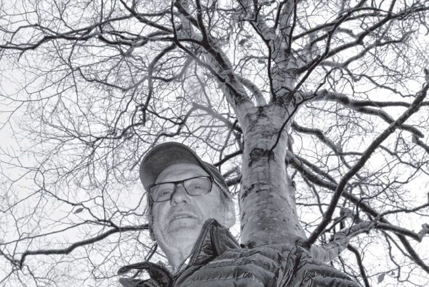 Henri Steeghs has been searching out American beech trees that are resistant to the infection that has decimated their population and propagating them in the hopes of assisting in the species’ revival.
