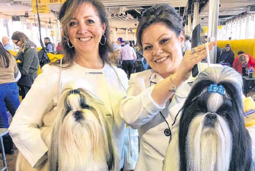 Breeder Wendy Anderson of St. John’s (left) and handler Mandy Carlson of Minnesota were thrilled with the performance of their shih tzu dogs, Jax and Stuart, earlier this month at the prestigious Westminster Kennel Club Dog Show in New York.