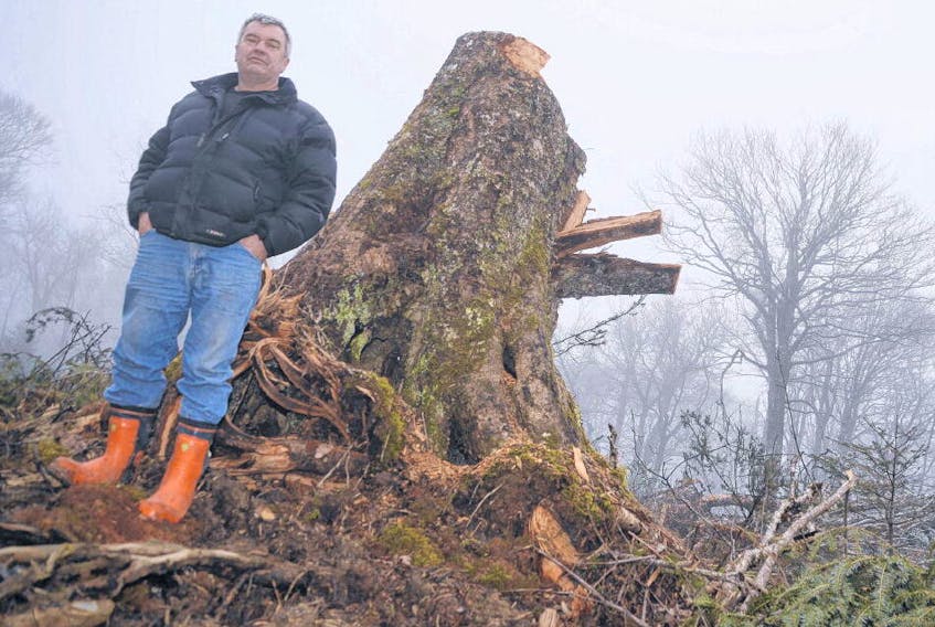 Guysborough County harvester Danny George is accusing the Natural Resources Department of allowing old growth hardwood to be cut and burned in Nova Scotia Power's biomass boiler at Point Tupper. AARON BESWICK •THE CHRONICLE HERALD