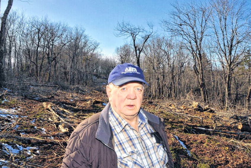 Former sawmill owner Scott Cook stands in a hardwood stand recently cut by Port Hawkesbury Paper that he and a local harvester say was old growth.
AARON BESWICK • THE CHRONICLE HERALD