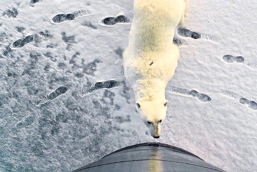 A polar bear checks out the bow of a Superport Marine Services ship in the ice. The Port Hawkesbury company regularly sends missions to the Canadian Arctic and has a fleet capable of working in moderate amounts of ice.