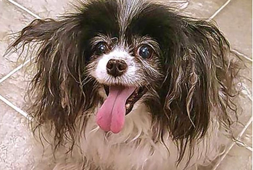 Sadie, a 13-year-old dog, was found in Pleasant Valley recently after going missing about five weeks ago. She has since been reunited with her owner and is doing fine.