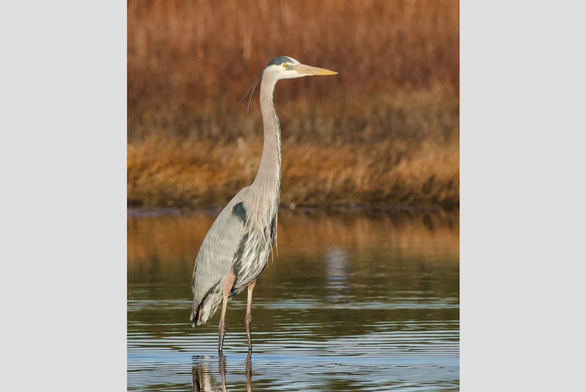 The great blue heron typically arrives about mid-to-late March.
~ Alix d’Entremont