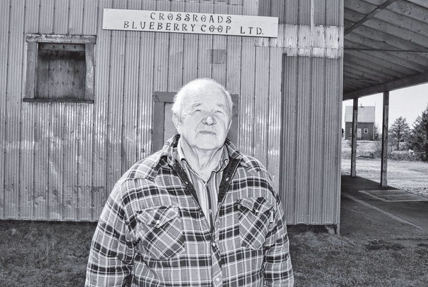Frank Quinn is president of the Crossroads Blueberry Co-op. The growers owned organization sells its berries to processors in Prince Edward Island and Maine.
AARON BESWICK • THE CHRONICLE HERALD