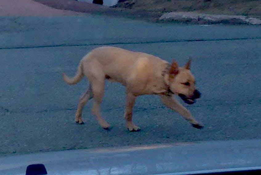 This dog was seen on Village Line Avenue.