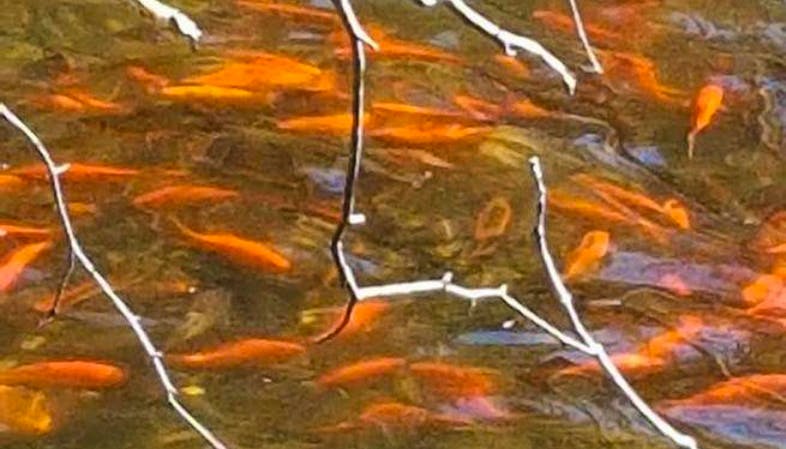 It's very dangerous': Why you shouldn't release your koi fish into