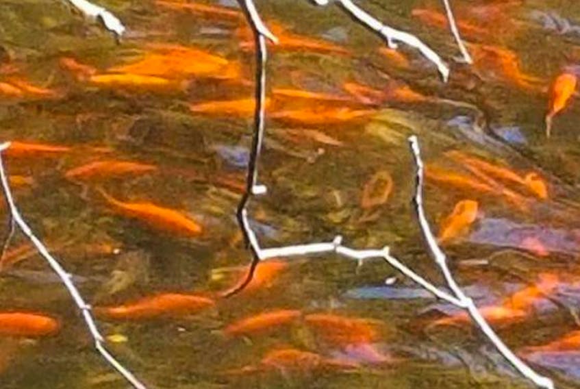 Goldfish can be seen in the Cornwallis River in this Facebook photo.