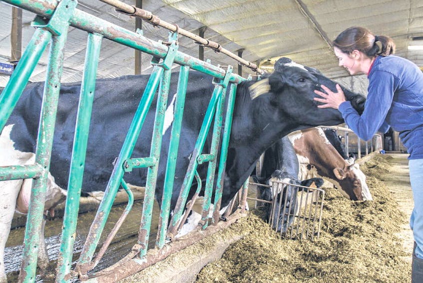 A farmer tends to one of her cows