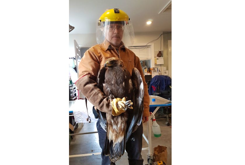 Murdo Messer of the Cobequid Wildlife Rehabilitation Centre holds a young golden eagle, which is recovering after being pulled out of the water last week.