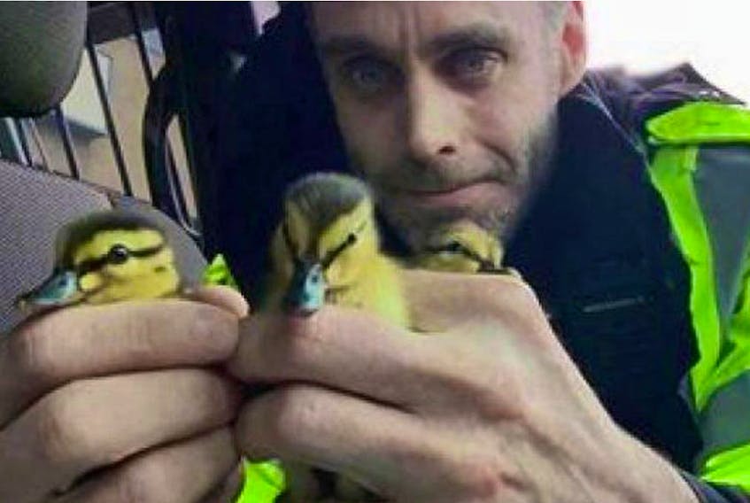 Const. Andrew Gordon rescued ducklings from Highway 102 in May 2016.