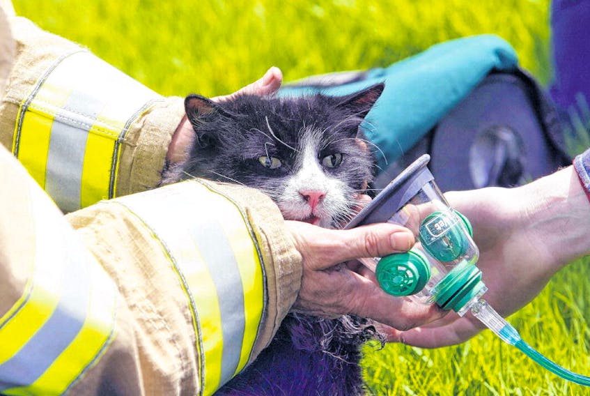 Firefighter Trevor Marshall from Station 18 administers oxygen to a family cat found in a home at 132 Avondale Rd. in Cole Harbour Tuesday. Firefighters were called to the bungalow around noon. The home received extensive damage. No one was injured. A dog and two cats in the
home at the time of the fire survived
