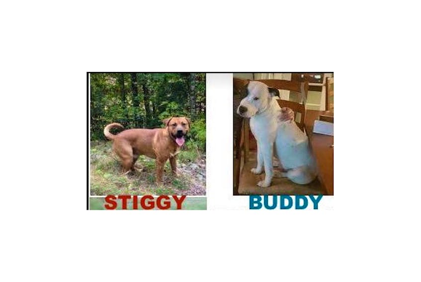 Stiggy and Buddy
