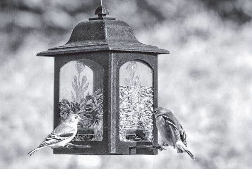 Finches on a feeder at Hammonds Plains resident Rebecca Clarke’s home. REBECCA CLARKE