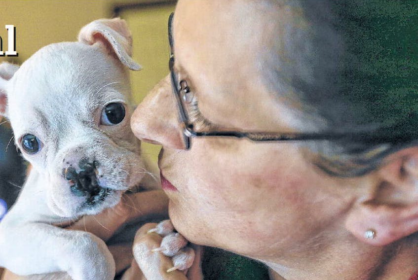 Inge Sadler cuddles with Abby, a boxer pup who is deaf and recovering from cleft palate surgery, in her Bedford home Tuesday.
TIM KROCHAK • THE CHRONICLE HERALD