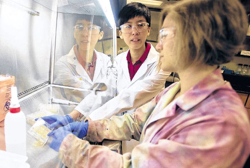 Clarissa Sit, centre, assistant professor in chemistry at Saint Mary’s University, looks for antifungal compounds that are produced by bacteria with senior undergraduate student Kaitlyn Blatt-Janmaat inside a SMU research lab on Thursday morning.
RYAN TAPLIN • THE CHRONICLE HERALD