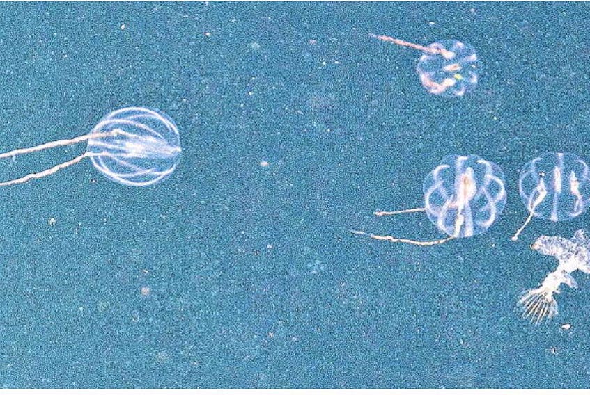 Comb jellies, also known as sea gooseberries, congregate off the Halifax waterfront boardwalk last month. These ctenophores, between the size of a grape and a toonie, are not true jellyfish but are often lumped in with them because they’re gelatinous and eat plankton.
ERIC WYNNE • THE CHRONICLE HERALD