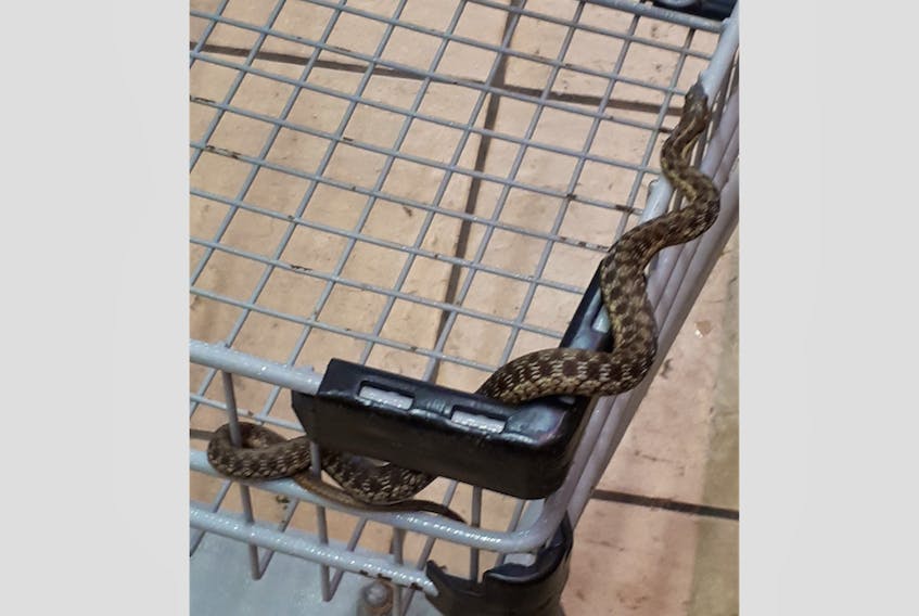 Carol Benedict, a Windsor resident, snapped this picture of a snake found in a cart at the New Minas Superstore June 30. She says store employees were quick to take action once it was discovered.