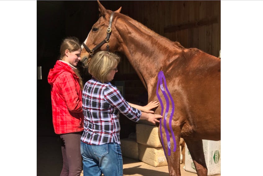 Christa Veinotte, Dalhousie agriculture’s equine kinesiology taping course instructor, demonstrates techniques to Anja Whiteway and her horse Lily.
