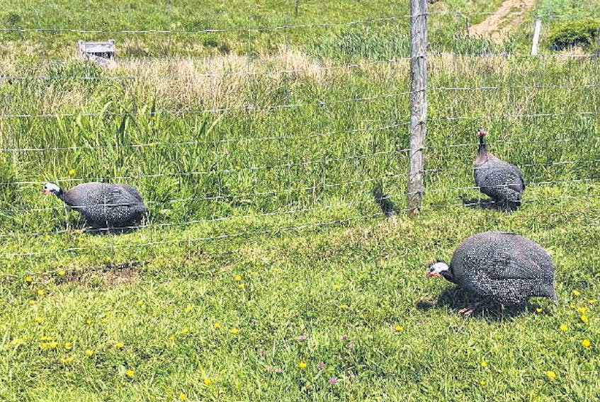Lunenburg County farmer Heather Squires says her flock of guinea fowl have kept her property tick-free. ANDREW RANKIN