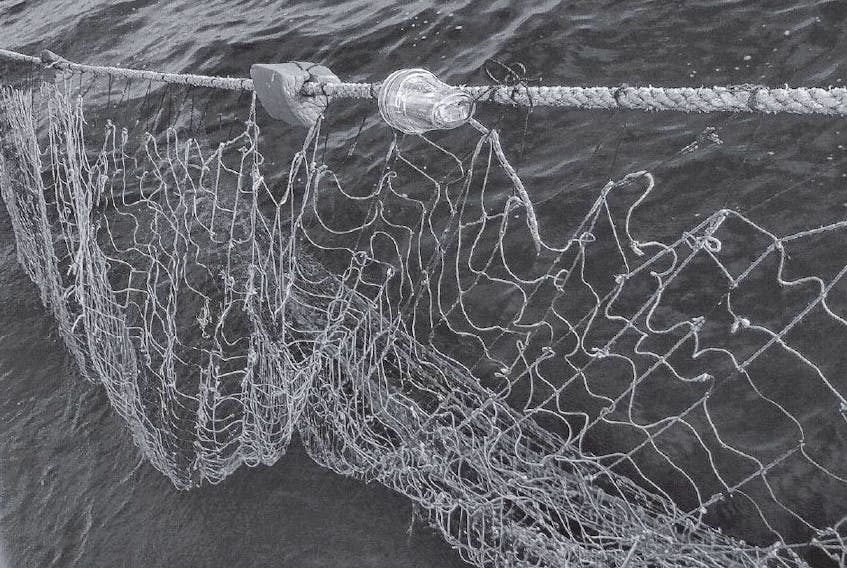 Researchers have found that far fewer cormorants became entangled in gill nets that had LED lights attached compared to nets that had no lights. PICASA