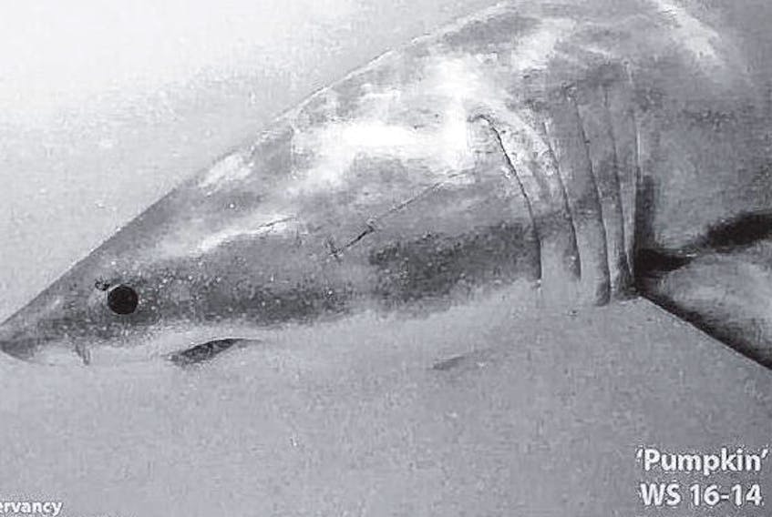 Pumpkin the great white shark is shown in a photo from the Atlantic White Shark Conservancy dated July 15, 2016.
-ATLANTIC WHITE SHARK CONSERVANCY