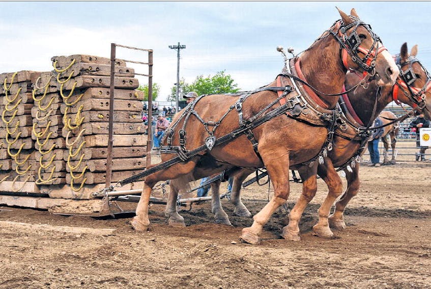 The horse-pull competitions have become a tradition at the South Shore Exhibition. Mikayla Halliday